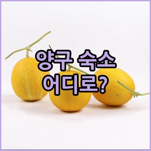 양구 여행 숙소 고민 끝! 가성비 갑 주목나무펜션 vs 뷰 맛집 한반도펜션 어디로?