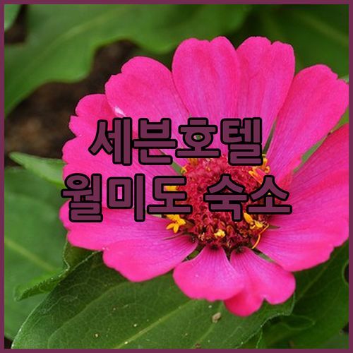 인천 세븐호텔 가성비 숙소! 월미도 여행객 필수 코스?