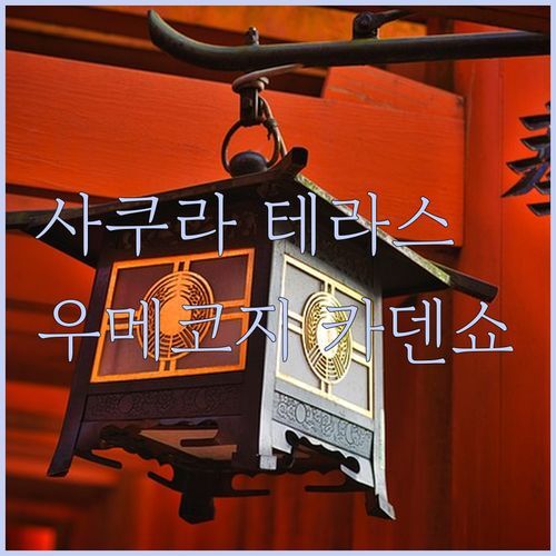 사쿠라 테라스 vs 우메코지 카덴쇼, 교토 숙소 끝판왕은? (성인 only 꿀팁)