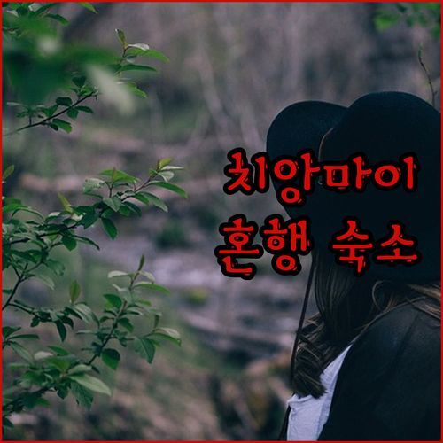 코지 인 치앙마이 혼행족 필수 숙소 가성비 끝판왕일까 실제 후기 대방출