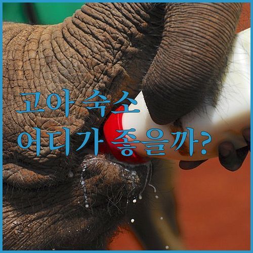 인도 고아, 락슈미 게스트하우스 vs 프리모 봄! 당신의 선택은?