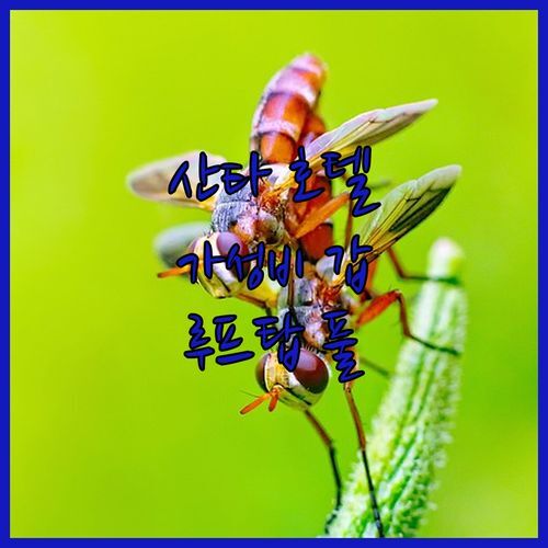 산타 그랜드 시그니처🏨.. 가성비 갑! 쿠알라룸푸르 루프탑 수영장 호텔🏊‍♀️ 후기