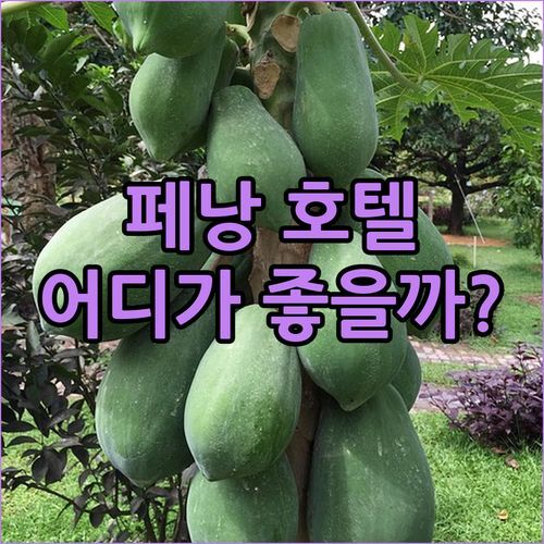 페낭 호텔 고민? M Social Resort Penang vs Kingston Hotel 13 솔직 비교!